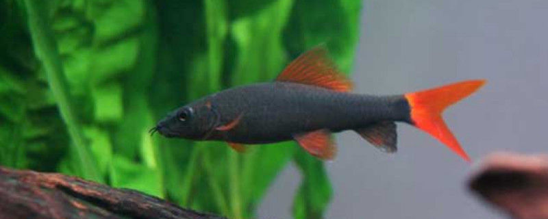 孔雀魚冬天生不生小魚