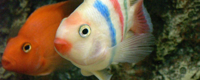 迷你鸚鵡魚打架怎么辦