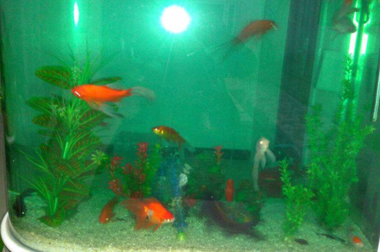 怎樣養(yǎng)金魚不會(huì)死