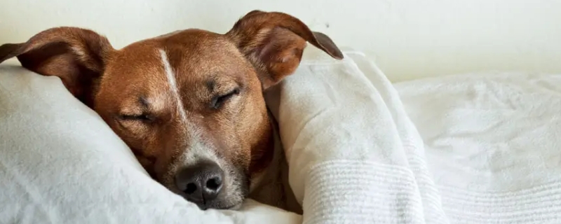 狗的睡眠一天多少小時(shí)