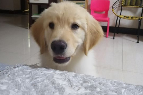 金毛犬不驅(qū)蟲的癥狀