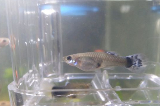 養(yǎng)孔雀魚應(yīng)該怎么換水