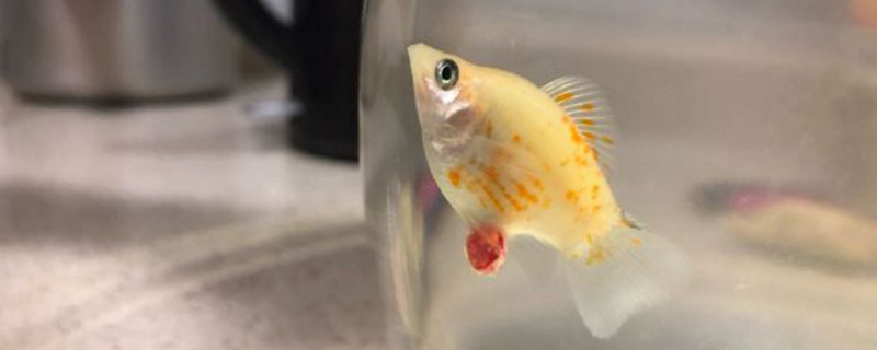 瑪麗魚多長時(shí)間喂一次