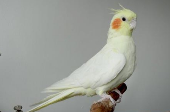 玄鳳鸚鵡一年繁殖幾窩