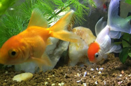 金魚身上長黑斑是怎么回事?要怎么醫(yī)治?