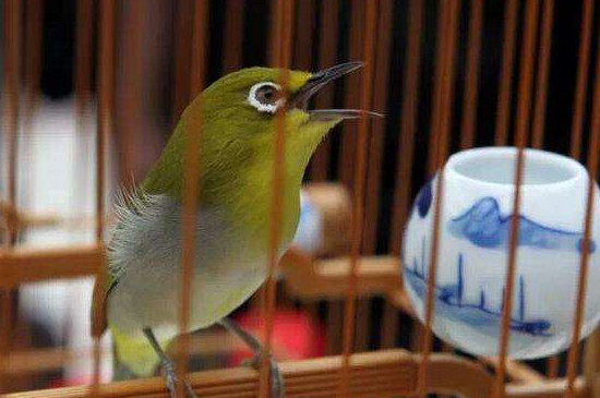 怎樣自制繡眼鳥食，自制繡眼飼料配方