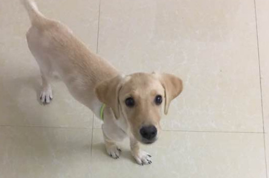 早中晚期狗瘟的治療方法，治療犬瘟熱成功的經(jīng)驗(yàn)