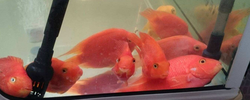 鸚鵡魚身上有白點怎么辦