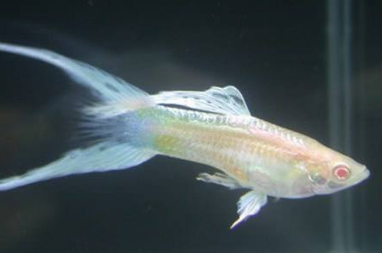孔雀魚搖頭擺尾怎么回事