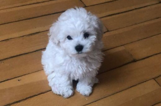 比熊犬能長到多大
