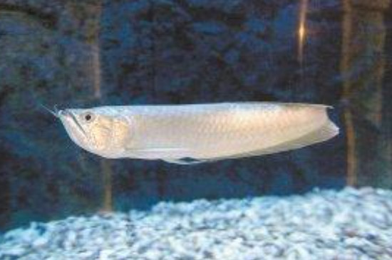 星點(diǎn)龍魚可以和豬鼻龜一起混養(yǎng)嗎