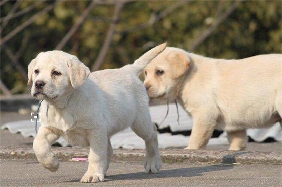 拉布拉多犬多大開始訓(xùn)練最好，滿齡3個(gè)月打完疫苗后效果最佳