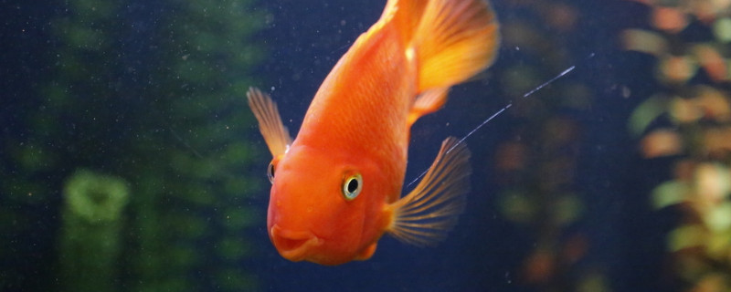 鸚鵡魚能餓死嗎