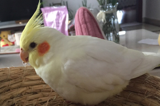 玄鳳鸚鵡生氣的表現(xiàn)