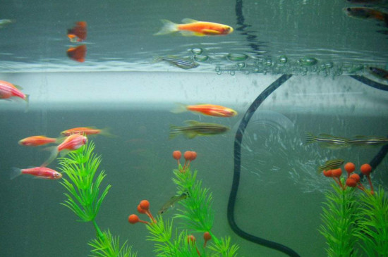 孔雀魚苗可以餓多久