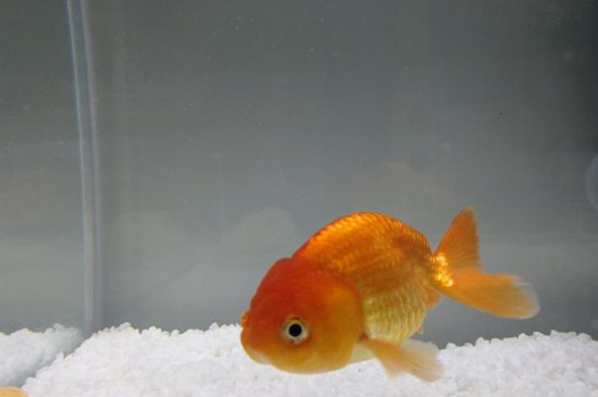 蘭壽金魚飼養(yǎng)技巧