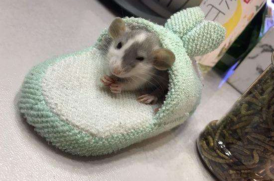 花枝鼠品種