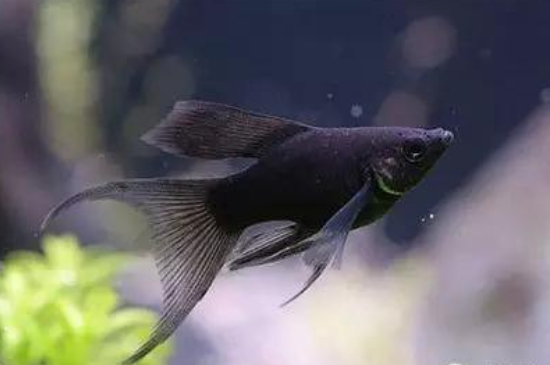 黑瑪麗魚多久繁殖一次