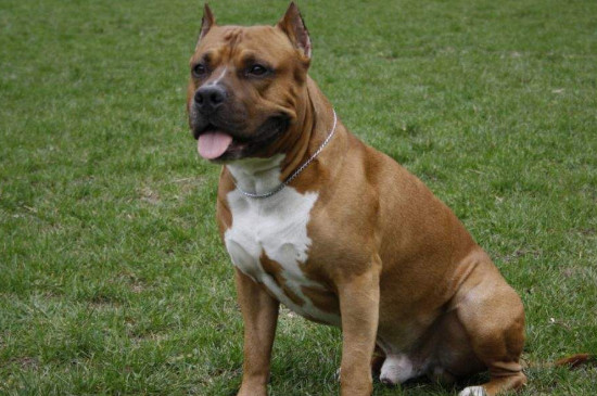 比特犬會(huì)保護(hù)主人嗎