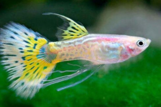 孔雀魚(yú)多大可以繁殖
