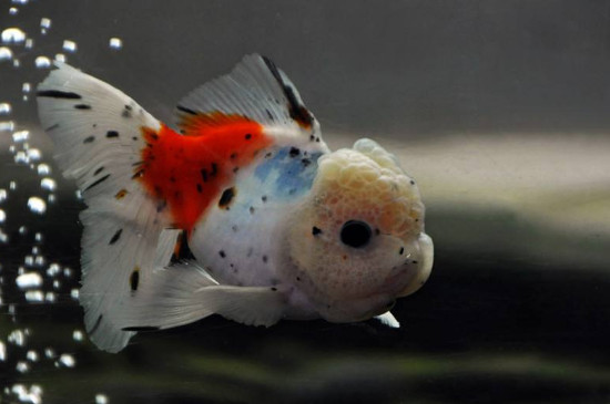 金魚(yú)是怎么培育出來(lái)的