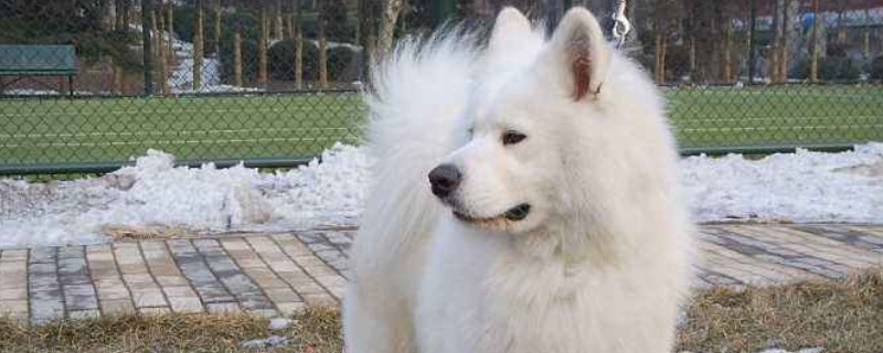 薩摩耶犬的優(yōu)缺點(diǎn)