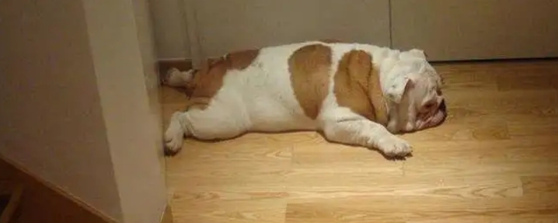 狗狗癲瘋怎么控制