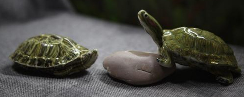 巴西龜一定要在水里睡覺嗎