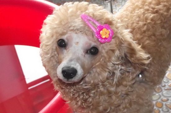 貴賓犬怎么訓(xùn)練