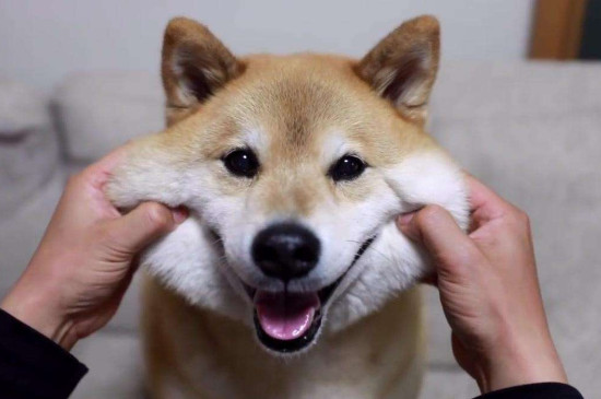 日本柴犬智商高嗎，智商排名第79相當(dāng)于三四歲小孩