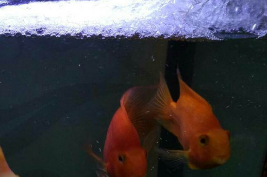 魚缸起泡沫解決方法