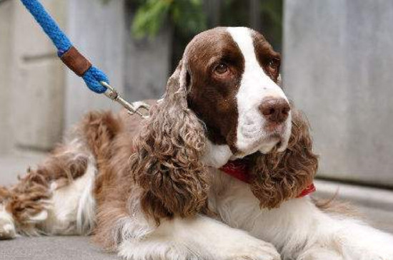 史賓格犬怎么訓(xùn)練，訓(xùn)練史賓格犬的三種方法