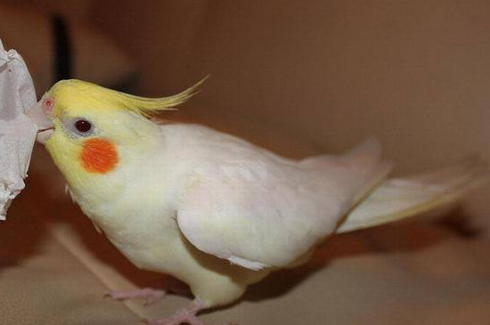 玄鳳鸚鵡喜歡人摸哪里