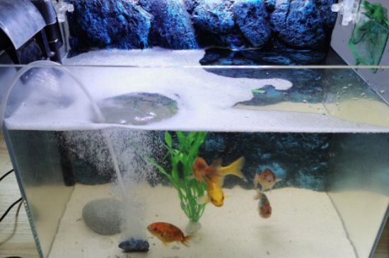 魚缸怎么養(yǎng)錦鯉水花