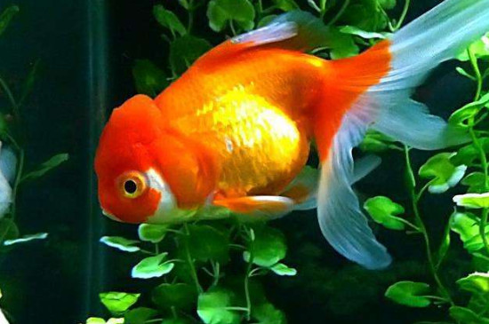 金魚晚上睡覺要關(guān)燈嗎