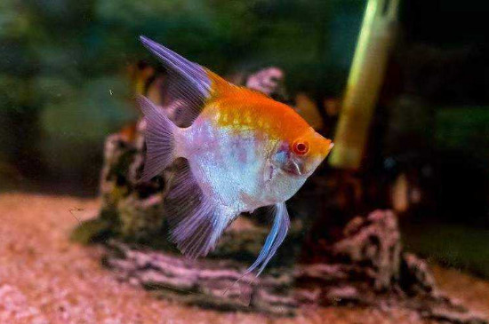 燕魚(yú)正確養(yǎng)法，養(yǎng)燕魚(yú)的注意事項(xiàng)