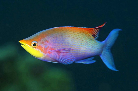 養(yǎng)觀賞魚的方法和技巧