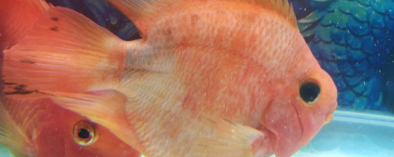 鸚鵡魚能記著主人嗎