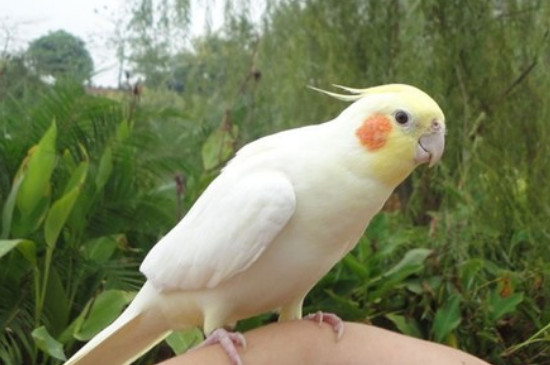 玄鳳鸚鵡開(kāi)心的表現(xiàn)