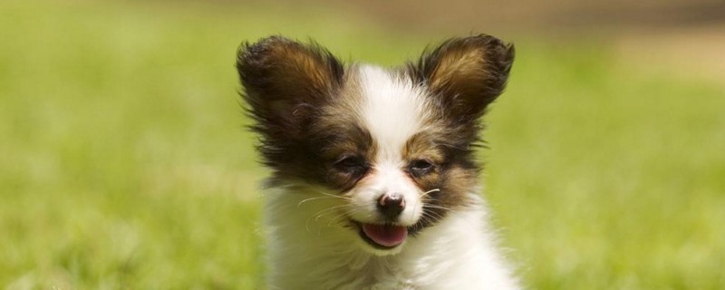 蝴蝶犬怎么訓(xùn)練大小便