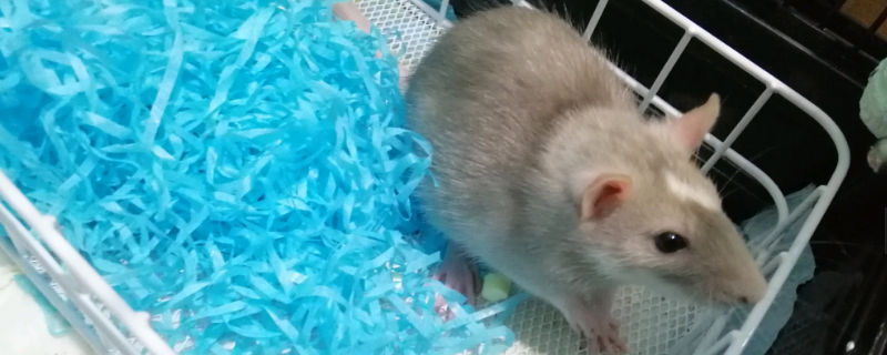 花枝鼠吃塑料怎么辦