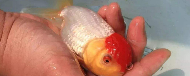 金魚身上有白色刺