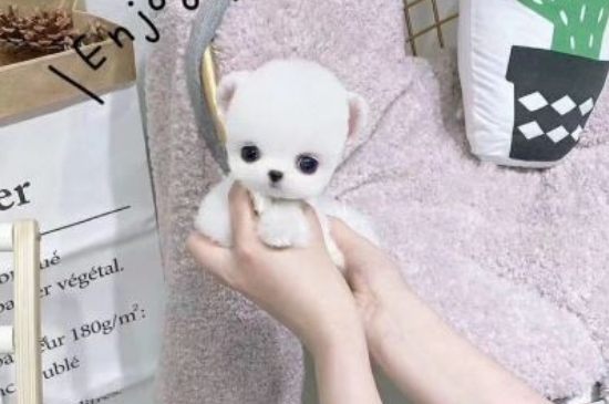 純種茶杯犬多少錢(qián)一只，茶杯犬最低價(jià)格大概多少