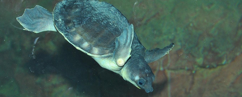適合水族箱養(yǎng)的龜