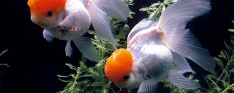 家里金魚養(yǎng)幾條合適