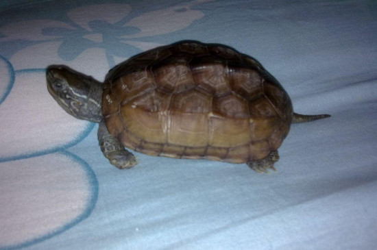 草龜吃什么?