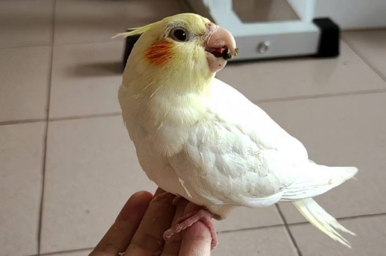 手養(yǎng)玄鳳要不要籠子