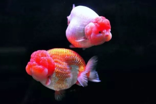 金魚快死的表現(xiàn)