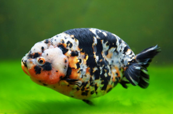 蘭壽魚溫度多少合適