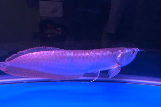 銀龍魚的飼養(yǎng)方法，飼養(yǎng)銀龍魚的技巧